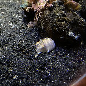 Striped Pyjama Squid