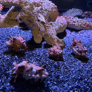Flamboyant Cuttlefishes