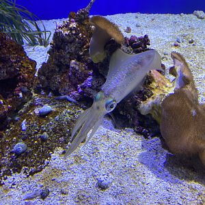 Bigfin Reef Squid