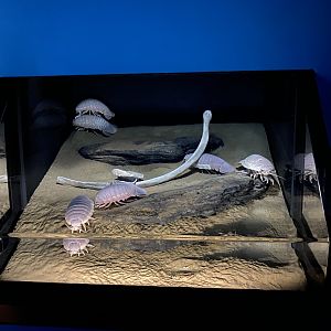 Giant Isopod Tank
