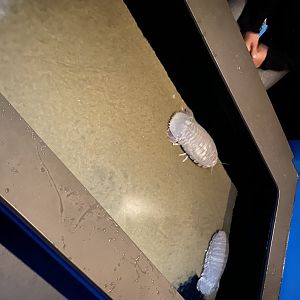 Giant Isopod Touch Tank
