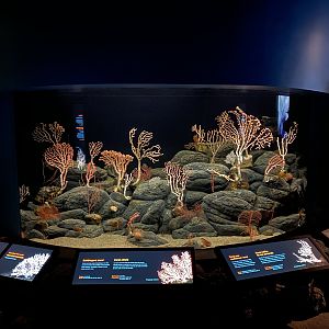 Mixed Coral and Seafan Tank