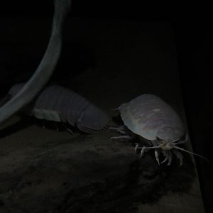 Giant Isopods