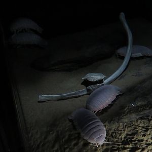 Giant Isopods