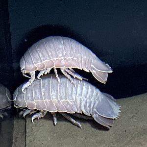 Isopod Stacking