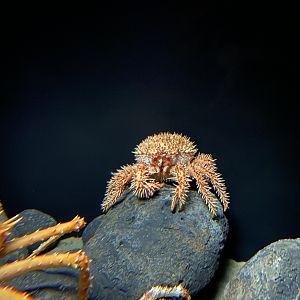 Japanese Porcupine Crab