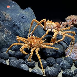 California King Crab
