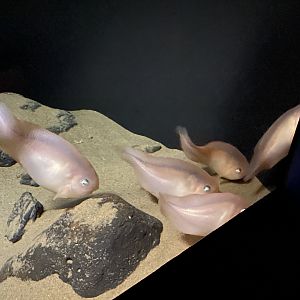 Salmon Snailfish