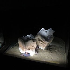 Pacific Hagfish Tank