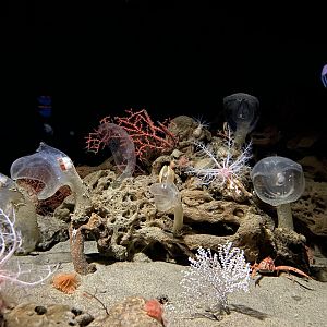 Mixed Deep Sea Invert Display