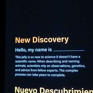 New Jellyfish Signage