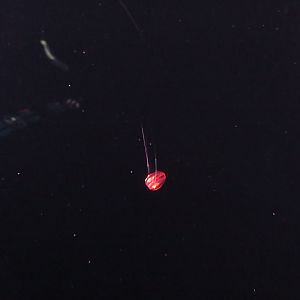 New Unnamed Jellyfish