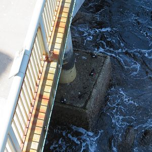 Pigeon Guillemots Under Balcony