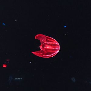Bloodybelly Comb Jelly
