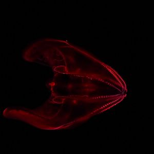 Bloody belly comb jelly
