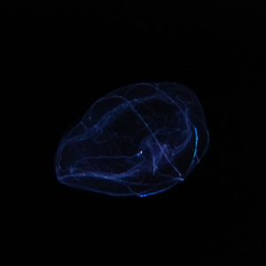 Umbrella comb jelly