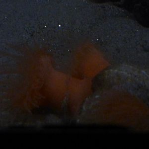 Isosicyonis sp. anemone