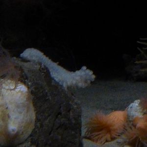 Glowing sea cucumber, isosicyonis, psolus and more.