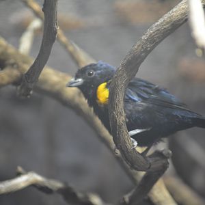 Dallas World Aquarium - Unknown Bird