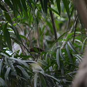 Dallas World Aquarium - Unknown Bird
