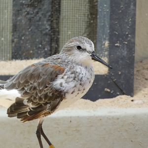 Shorebird ID - Monterey Bay Aquarium