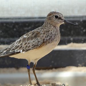 Shorebird ID - Monterey Bay Aquarium