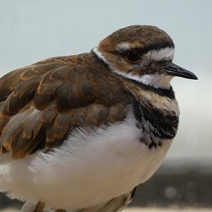 Shorebird ID - Monterey Bay Aquarium