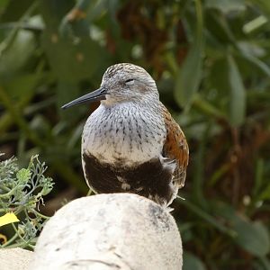 Shorebird ID - Monterey Bay Aquarium