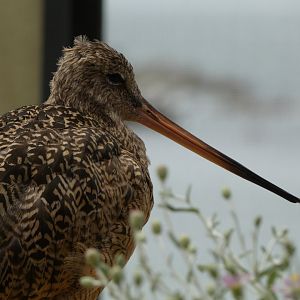 Shorebird ID - Monterey Bay Aquarium