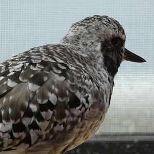 Shorebird ID - Monterey Bay Aquarium