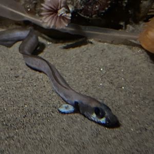 Fish ID - Monterey Bay Aquarium Into the Deep