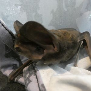 Western mastiff bat (Eumops perotis)