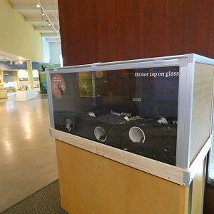 Pocket gopher enclosure