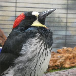 Acorn woodpecker (Melanerpes formicivorus)