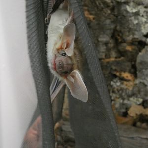 Pallid bat (Antrozous pallidus)