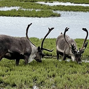 Caribou - Alaska