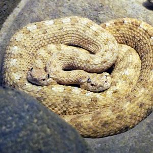 Aug. 2022 - The Desert - Sidewinders