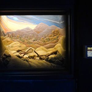 Aug. 2022 - The Desert - Sidewinder Exhibit