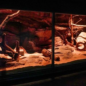 Aug. 2022 - The Desert - Sand Cat Exhibit