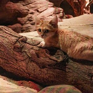 Aug. 2022 - The Desert - Sand Cat