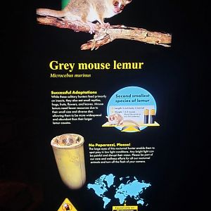 Aug. 2022 - The Desert - Grey Mouse Lemur Sign