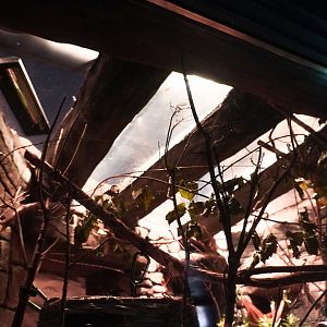 Aug. 2022 - The Desert - Exhibit Above Grey Mouse Lemur