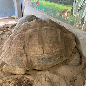 Galapagos Tortoise