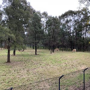 Persian Onager Exhibit