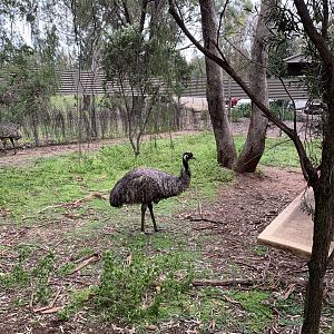 Emu