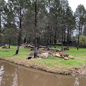 Tasmanian Devil Exhibit