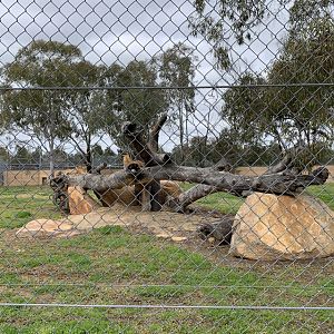 Lion Cubs on exhibit