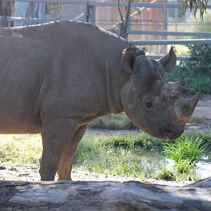 Black Rhino