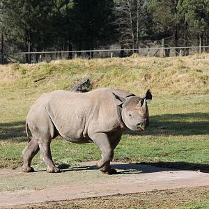 Black Rhino