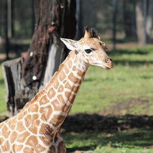 Giraffe Calf